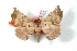  ( - BC-Her3073)  @14 [ ] Copyright (2010) Unspecified Research Collection of Daniel Herbin