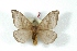 ( - BC-Her3074)  @14 [ ] Copyright (2010) Unspecified Research Collection of Daniel Herbin