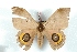 ( - BC-Her3135)  @11 [ ] Copyright (2010) Unspecified Research Collection of Daniel Herbin