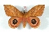  ( - BC-Her3140)  @13 [ ] Copyright (2010) Unspecified Research Collection of Daniel Herbin