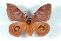  (Automeris godartii - BC-Her3218)  @15 [ ] Copyright (2010) Unspecified Research Collection of Daniel Herbin