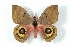  ( - BC-Her3225)  @14 [ ] Copyright (2010) Unspecified Research Collection of Daniel Herbin