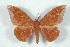  ( - BC-Her3229)  @14 [ ] Copyright (2010) Unspecified Research Collection of Daniel Herbin