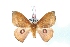  ( - BC-Her3231)  @13 [ ] Copyright (2010) Unspecified Research Collection of Daniel Herbin