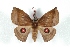  ( - BC-Her3233)  @14 [ ] Copyright (2010) Unspecified Research Collection of Daniel Herbin