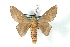  (Ptiloscola photophila - BC-Her3236)  @15 [ ] Copyright (2010) Unspecified Research Collection of Daniel Herbin