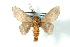  (Ptiloscola burmeisteri - BC-Her3237)  @14 [ ] Copyright (2010) Unspecified Research Collection of Daniel Herbin