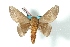  (Ptiloscola sp - BC-Her3238)  @14 [ ] Copyright (2010) Unspecified Research Collection of Daniel Herbin