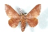  ( - BC-Her3246)  @12 [ ] Copyright (2010) Unspecified Research Collection of Daniel Herbin