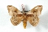  ( - BC-Her3279)  @14 [ ] Copyright (2010) Unspecified Research Collection of Daniel Herbin