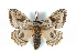  ( - BC-Her3297)  @15 [ ] Copyright (2010) Unspecified Research Collection of Daniel Herbin