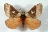  (Dirphia crassifurca - BC-Her3308)  @14 [ ] Copyright (2010) Unspecified Research Collection of Daniel Herbin