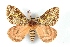  (Dirphia irradians - BC-Her3321)  @15 [ ] Copyright (2010) Unspecified Research Collection of Daniel Herbin