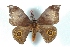 ( - BC-Her3335)  @12 [ ] Copyright (2010) Unspecified Research Collection of Daniel Herbin