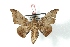  ( - BC-Her3342)  @13 [ ] Copyright (2010) Unspecified Research Collection of Daniel Herbin