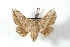  (Gonogramma packardi - BC-Her3343)  @13 [ ] Copyright (2010) Unspecified Research Collection of Daniel Herbin