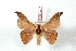  ( - BC-Her3347)  @13 [ ] Copyright (2010) Unspecified Research Collection of Daniel Herbin