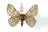  ( - BC-Her3352)  @14 [ ] Copyright (2010) Unspecified Research Collection of Daniel Herbin