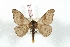  (Hylesia composita - BC-Her3353)  @11 [ ] Copyright (2010) Unspecified Research Collection of Daniel Herbin
