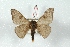  ( - BC-Her3354)  @11 [ ] Copyright (2010) Unspecified Research Collection of Daniel Herbin