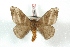  ( - BC-Her3363)  @14 [ ] Copyright (2010) Unspecified Research Collection of Daniel Herbin