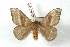  (Hylesia olivenca - BC-Her3364)  @15 [ ] Copyright (2010) Unspecified Research Collection of Daniel Herbin