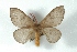  (Hylesia baguana - BC-Her3365)  @14 [ ] Copyright (2010) Unspecified Research Collection of Daniel Herbin