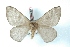  ( - BC-Her3367)  @11 [ ] Copyright (2010) Unspecified Research Collection of Daniel Herbin