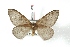  ( - BC-Her3368)  @11 [ ] Copyright (2010) Unspecified Research Collection of Daniel Herbin