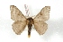  ( - BC-Her3369)  @11 [ ] Copyright (2010) Unspecified Research Collection of Daniel Herbin