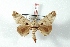  (Cecile faustinoi - BC-Her3379)  @15 [ ] Copyright (2010) Unspecified Research Collection of Daniel Herbin