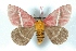  ( - BC-Her3402)  @13 [ ] Copyright (2010) Unspecified Research Collection of Daniel Herbin