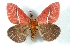  ( - BC-Her3403)  @11 [ ] Copyright (2010) Unspecified Research Collection of Daniel Herbin