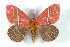  ( - BC-Her3409)  @11 [ ] Copyright (2010) Unspecified Research Collection of Daniel Herbin