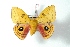  ( - BC-Her3532)  @14 [ ] Copyright (2010) Unspecified Research Collection of Daniel Herbin