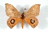  (Automeris fabiani - BC-Her3585)  @14 [ ] Copyright (2010) Unspecified Research Collection of Daniel Herbin