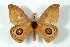  ( - BC-Her3588)  @11 [ ] Copyright (2010) Unspecified Research Collection of Daniel Herbin