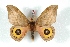  (Automeris vomona pichichensis - BC-Her3596)  @11 [ ] Copyright (2010) Unspecified Research Collection of Daniel Herbin