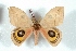  ( - BC-Her3604)  @14 [ ] Copyright (2010) Unspecified Research Collection of Daniel Herbin