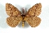  ( - BC-Her3619)  @11 [ ] Copyright (2010) Unspecified Research Collection of Daniel Herbin