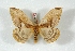  ( - BC-Her3621)  @11 [ ] Copyright (2010) Unspecified Research Collection of Daniel Herbin