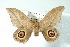  (Leucanella contempta windi - BC-Her3639)  @11 [ ] Copyright (2010) Unspecified Research Collection of Daniel Herbin