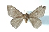  ( - BC-Her3652)  @11 [ ] Copyright (2010) Unspecified Research Collection of Daniel Herbin