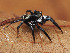  (Corythalia cf. flavida - SDNA021)  @11 [ ] nrr (2025) Unspecified Unspecified