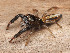  ( - SDNA018)  @11 [ ] No Rights Reserved (2024) Unspecified Carnegie Museum of Natural History