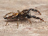  ( - SDNA018)  @11 [ ] No Rights Reserved (2024) Unspecified Carnegie Museum of Natural History