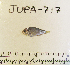  (Cymatogaster - JUPA-717)  @15 [ ] CreativeCommons - Attribution Share-Alike (2014) Unspecified Hawaii Preparatory Academy