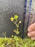  (Trifolium campestre - Trifolium_campestre_3)  @11 [ ] CreativeCommons - Attribution Share-Alike (2024) Unspecified Durham University