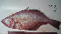 (Atheresthes evermanni - ATS-93)  @12 [ ] CreativeCommons - Attribution Share-Alike (2014) Unspecified Apple Valley High School