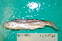  (Leuciscus waleckii - UW-96)  @11 [ ] CreativeCommons - Attribution Share-Alike (2014) Unspecified Foothill Technology High School